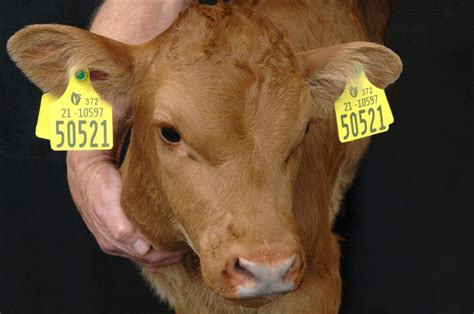 Second supplier approved by Department to supply cattle tags to farmers - Agriland.ie