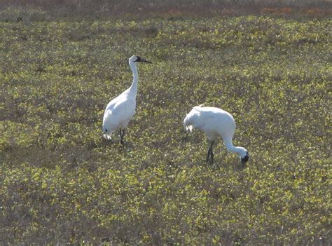 Aransas National Wildlife Refuge, TX - Found Nature