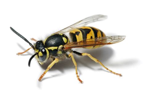 Yellowjacket - Wikipedia