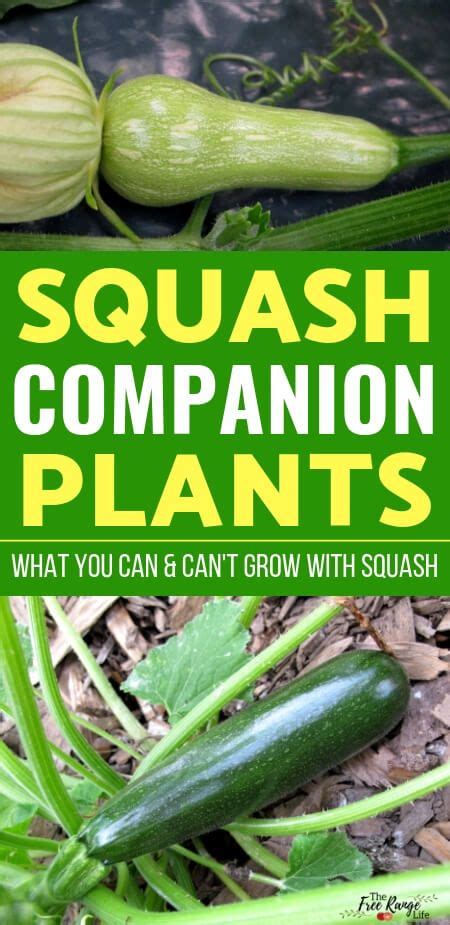 The Best Squash Companion Plants for Your Backyard Garden | Squash companion plants, Okra ...