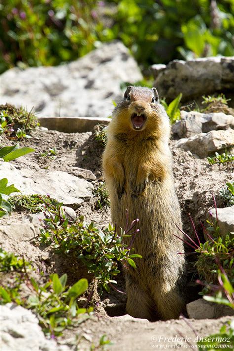 Alberta – Rocky Mountains – Wildlife | Ansermoz-Photography