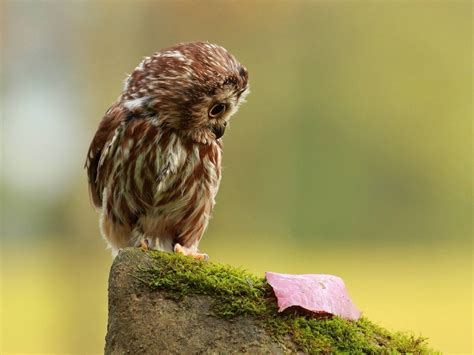 wallpaper: Funny Owl