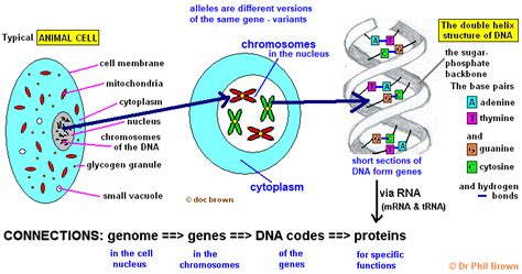 Diagrammatic summary of the synthesis of proteins in the ribosomes gcse ...