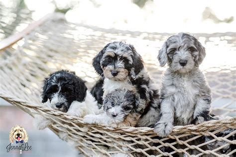 F1 vs F2 vs F1B: Goldendoodle Generations Info from Real Breeders