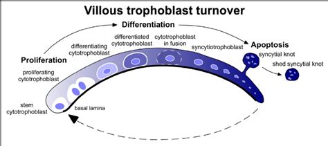 Turnover of cells that make up the villous trophoblast is essential for... | Download Scientific ...