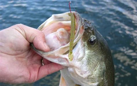 5 Best Drop Shot Hooks of 2022 - Bass Tackle Lures