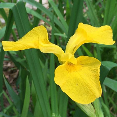 Iris pseudacorus - yellow flag iris | Iris flowers, Pond plants, Plants