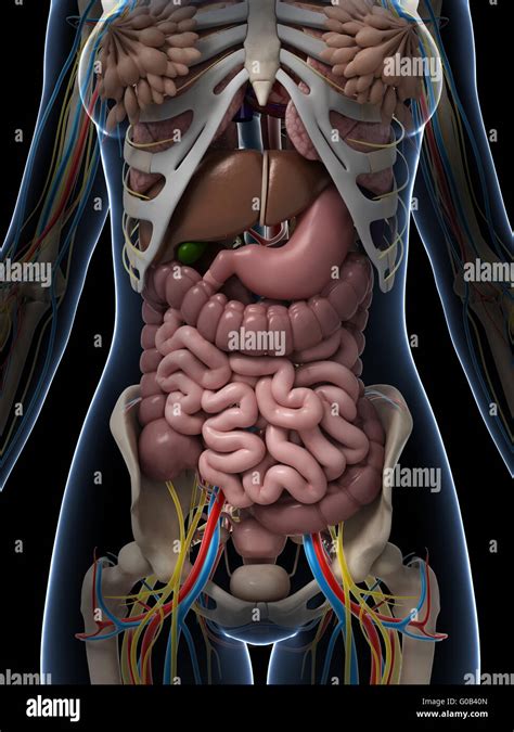 Female Anatomy Diagram Stock Photos Female Anatomy