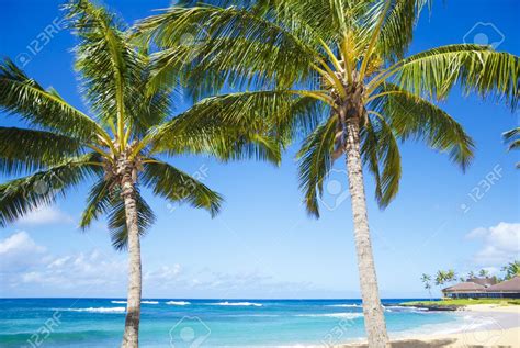 Coconut Palm Tree On The Sandy Poipu Beach In Hawaii, Kauai Stock ... | Beach mural, Poipu beach ...