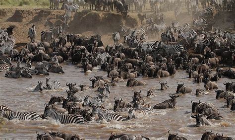 The Great Mara River Crossing | Amusing Planet