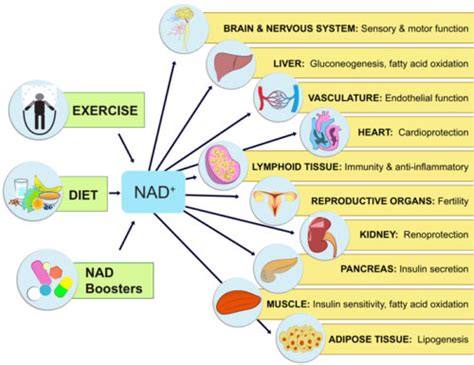 NAD+ Infusion - VITAstir Clinic