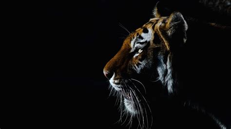 Animal Tiger 4K HD Wallpapers | HD Wallpapers | ID #33387