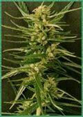 Ethiopian Highland (African Seeds) :: Cannabis Strain Info