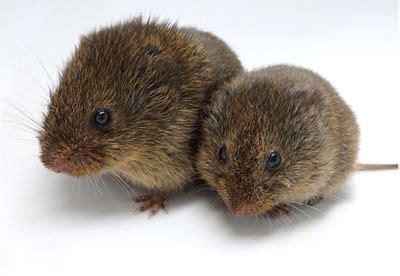 Monogamous Rodents Don’t Need “Love Molecule” To Pair Up | The ...