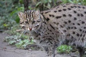 Fishing Cat Conservation Alliance: Worldwide Campaign - UPSC Notes