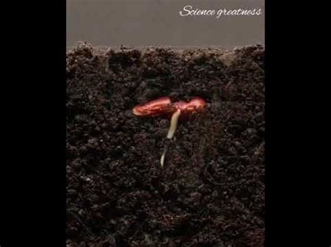 Germination in plants - Epigeal germination - YouTube