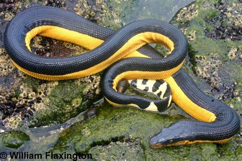 Yellow-bellied Sea Snake Pelamis platurus photo by Wm Flaxington | Sea snake, Snake, Snake venom