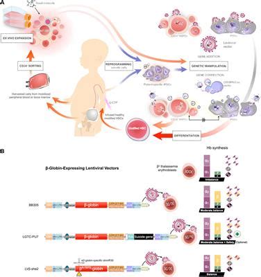 Frontiers | The Future of Gene Therapy for Transfusion-Dependent Beta-Thalassemia: The Power of ...