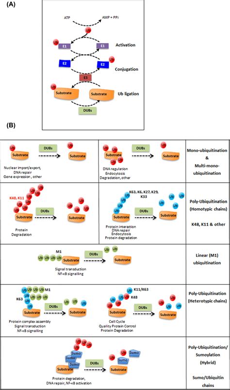 The ubiquitin pathway (A) Representation of the process of... | Download Scientific Diagram