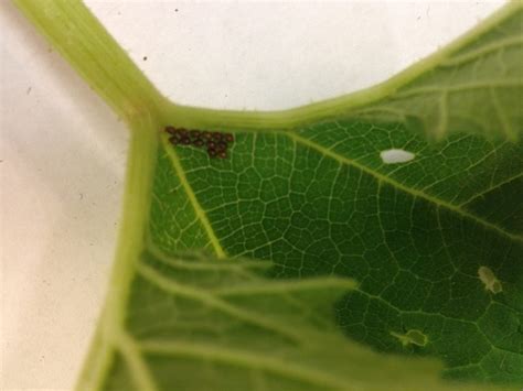 Squash Vine Borers | Backbone Valley Nursery