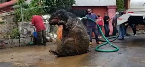 'Giant rat' found in drain under Mexico City