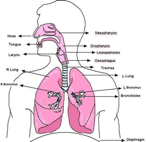 Trachea diagram