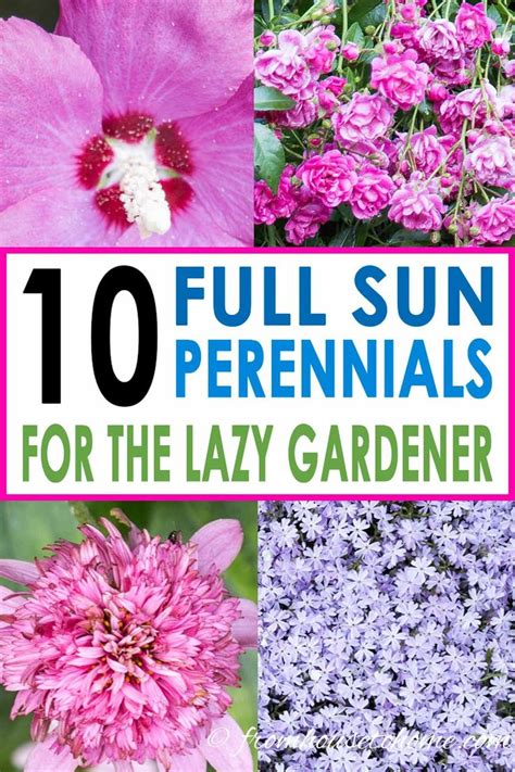 Full Sun Perennials: Low Maintenance Plants That Thrive In Sun ...