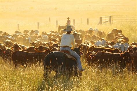 Image of Two ladies mustering a mixed mob of cattle in Queensland ...