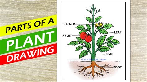 How to draw parts of plant idea, Parts of a plant diagram, Parts of ...