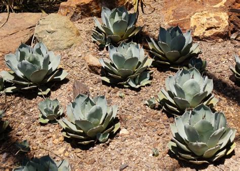 Agave parryi | How to Grow Parrys Agave