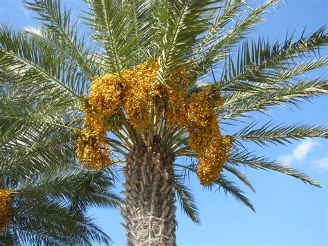 Samanee Edible Date Palm Tree rare Phoenix Dactylifera Yellow dates 8 seeds