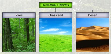 Terrestrial Habitat