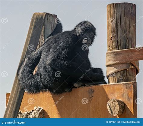 Black-headed Spider Monkey 2 Stock Photo - Image of tropical, portrait ...