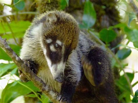 30 Cool Animals in Monteverde Cloud Forest to See on a Visit