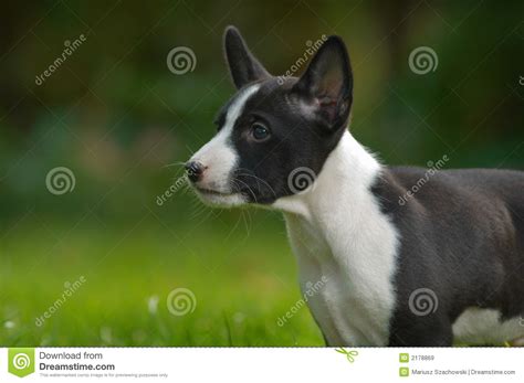 Basenji dog stock image. Image of grass, animal, solitude - 2178869