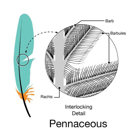 Everything You Need To Know About Feathers | Bird Academy • The Cornell Lab