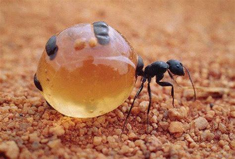 HONEY POT ANT | Ants, Insects, Bugs and insects