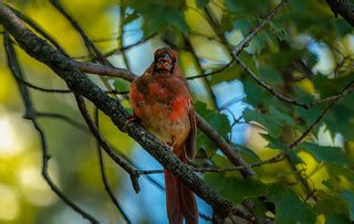 Juvenile Cardinal Yelling at Me | Taken in Rockville, MD. I … | Flickr