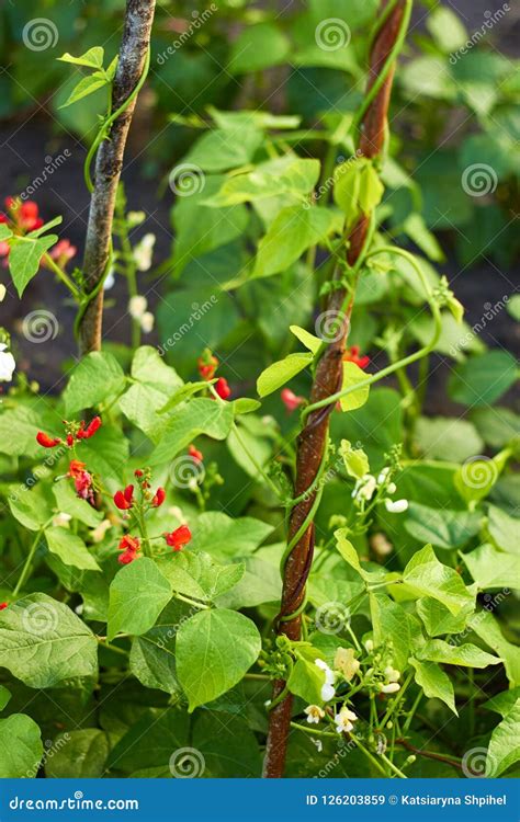 Kidney Beans Plant Growing in a Garden Stock Image - Image of natural, growing: 126203859