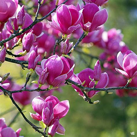 Black Tulip Magnolia | Monrovia — Green Acres Nursery & Supply