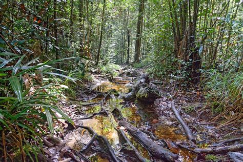 What to pack: trekking through Borneo's rainforests - Lonely Planet