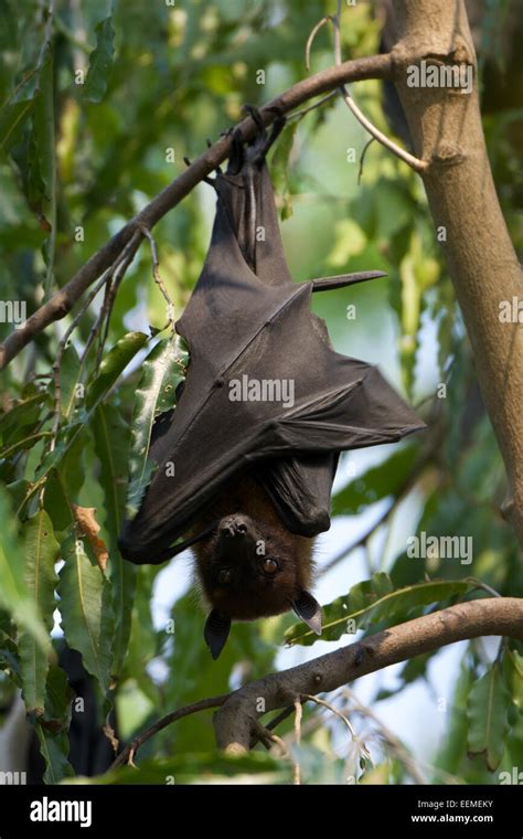 Pteropodidae family hi-res stock photography and images - Alamy