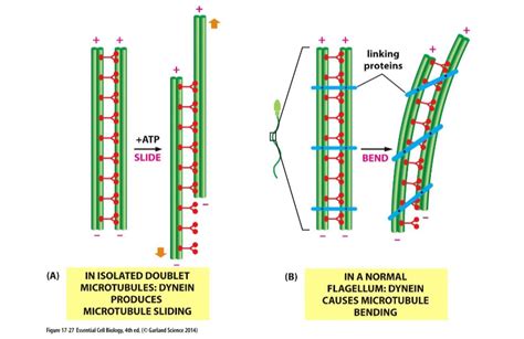 How do cilia beat? ~ Biology ~ AnswerBun.com