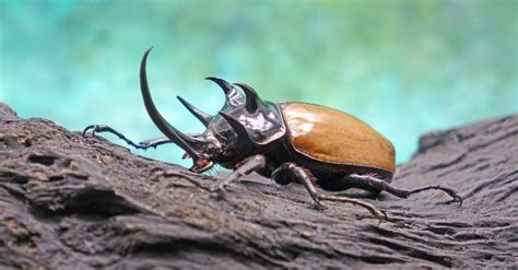 Rhino Beetle Pictures - AZ Animals