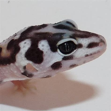 Albino Gecko - YouTube