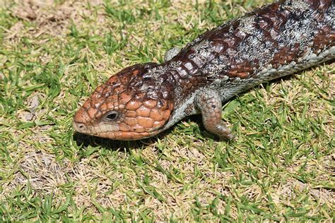 Bobtail Lizard Photograph by Michaela Perryman - Pixels