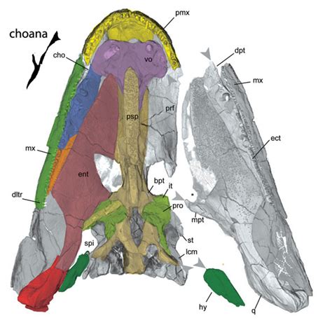 Elpistostege, Tiktaalik, Spathicephalus and Koilops