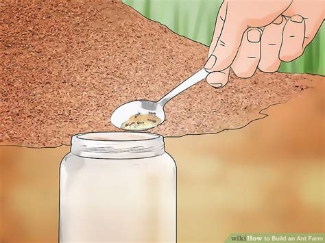 How to Build an Ant Farm: Easy DIY Guide