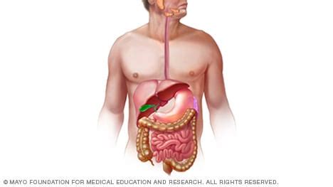 Simple Digestive System Diagram With Labels - emsekflol.com