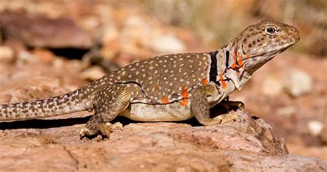 Collared Lizard | The Animal Facts | Appearance, Diet, Habitat, Lifespan